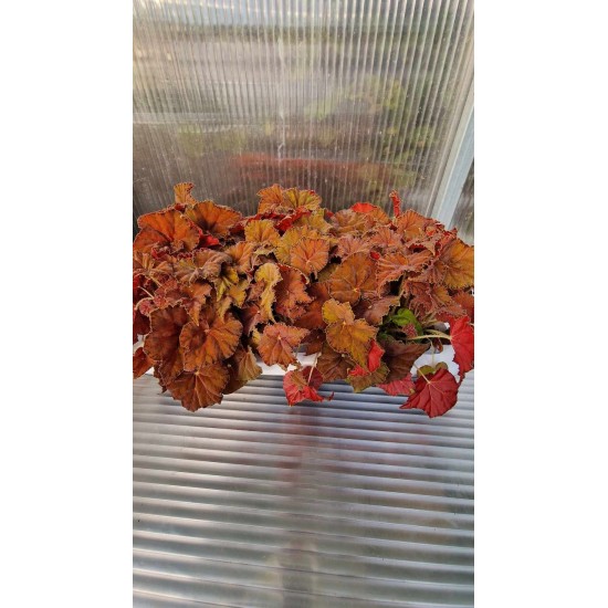 Бегония (Beleaf Amber Love)