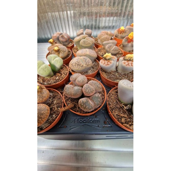 Lithops Spp