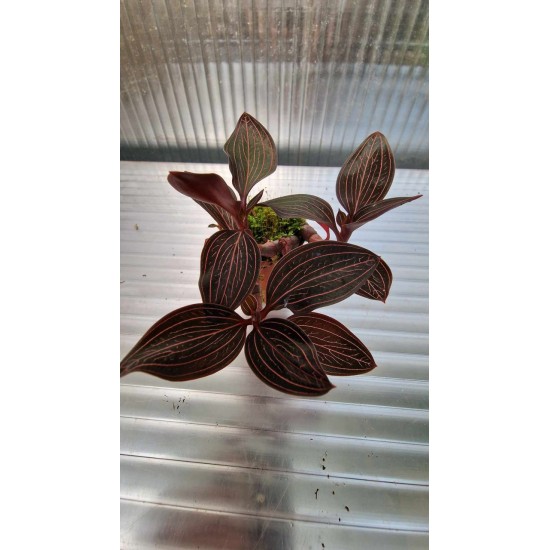 Wild Orchid (ludisia Spiderman)