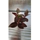 Wild Orchid (ludisia Spiderman)