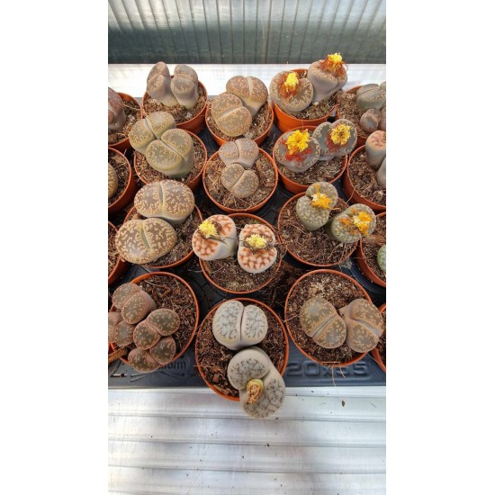 Lithops Spp