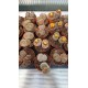 Lithops Spp