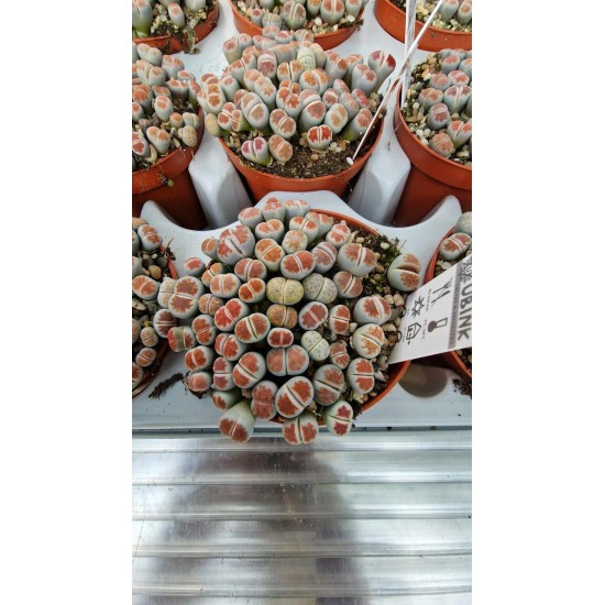 Live Stones