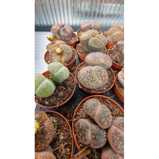 Lithops Spp