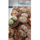 Lithops Spp