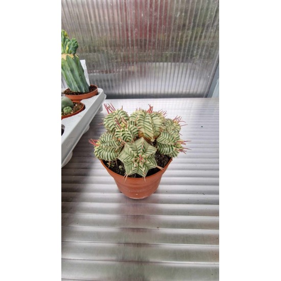 Euphorbia variegatna