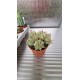 Euphorbia variegatna