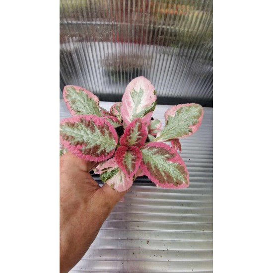 Episcia Pink Brocade
