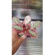 Episcia Pink Brocade
