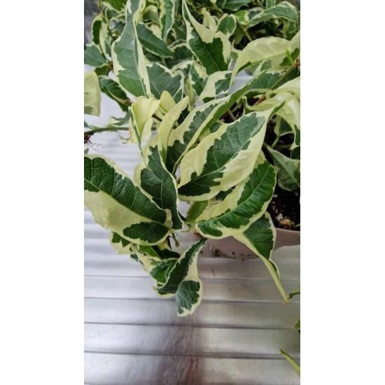 Ficus Pumila Radicans White