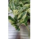 Ficus Pumila Radicans White