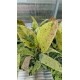 Фикус Elastica Shivereana голям