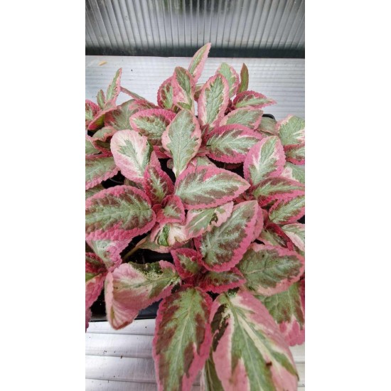 Episcia Pink Brocade