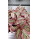 Episcia Pink Brocade