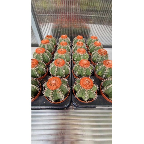 Cactus (Melocactus)