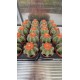 Cactus (Melocactus)