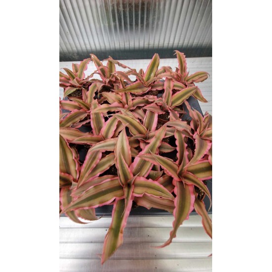Cryptanthus Rubin Star