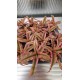 Cryptanthus Rubin Star