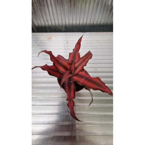 Cryptanthus Bivittatus Red Star