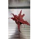 Cryptanthus Bivittatus Red Star