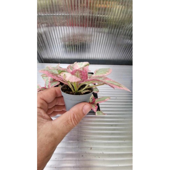 Episcia Pink Brocade