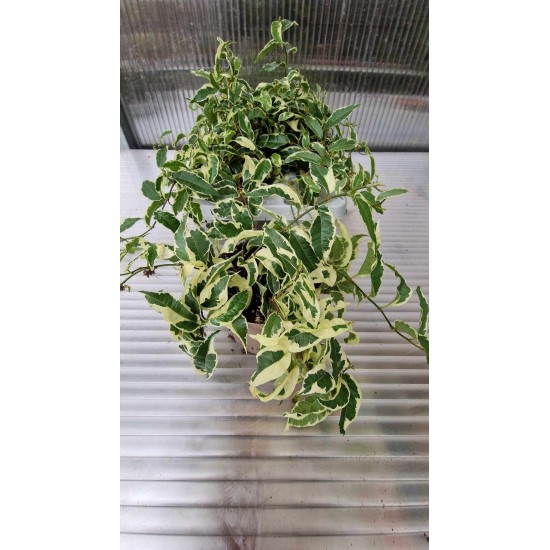 Ficus Pumila Radicans White