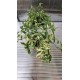 Ficus Pumila Radicans White