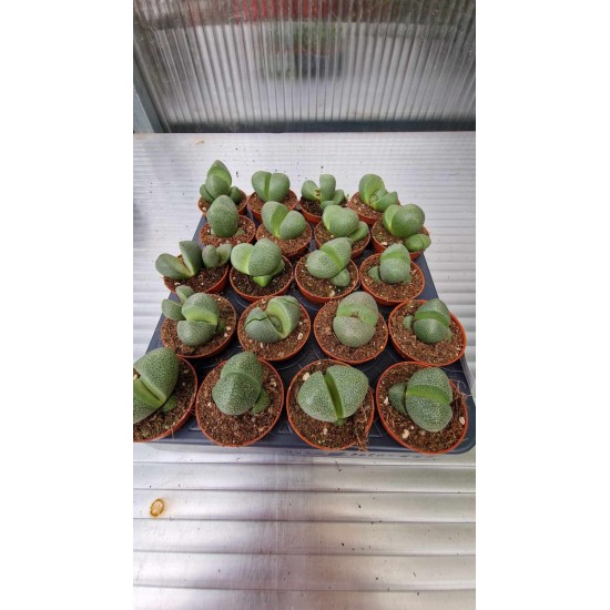 Lithops, Pleiospilos Nelii