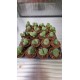 Lithops, Pleiospilos Nelii