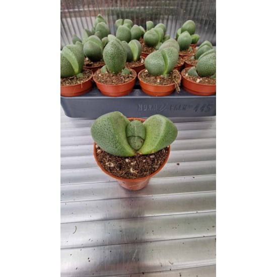 Lithops, Pleiospilos Nelii