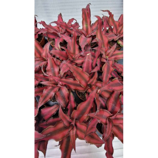 Cryptanthus Bivittatus Red Star