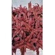 Cryptanthus Bivittatus Red Star