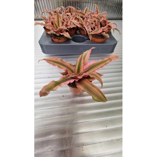 Cryptanthus Rubin Star