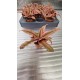 Cryptanthus Rubin Star