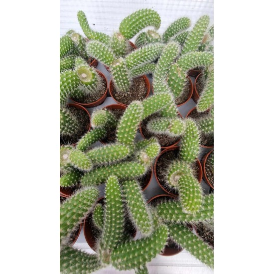 Кактус Monkey Tail Cactus