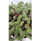 Кактус Monkey Tail Cactus