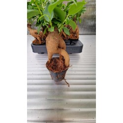Фикус Microcarpa Ginseng 