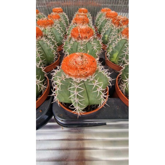 Cactus (Melocactus)