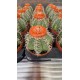 Cactus (Melocactus)