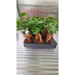 Фикус Microcarpa Ginseng 