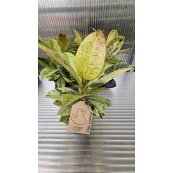 Фикус Elastica Shivereana голям