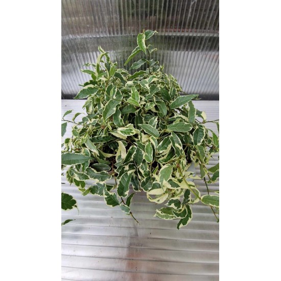 Ficus Pumila Radicans White