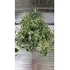 Ficus Pumila Radicans White
