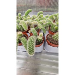 Monkey Tail Cactus