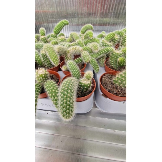 Кактус Monkey Tail Cactus