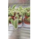 Кактус Monkey Tail Cactus