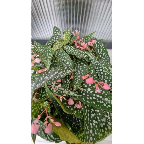 Begonia Magulata
