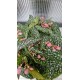Begonia Magulata