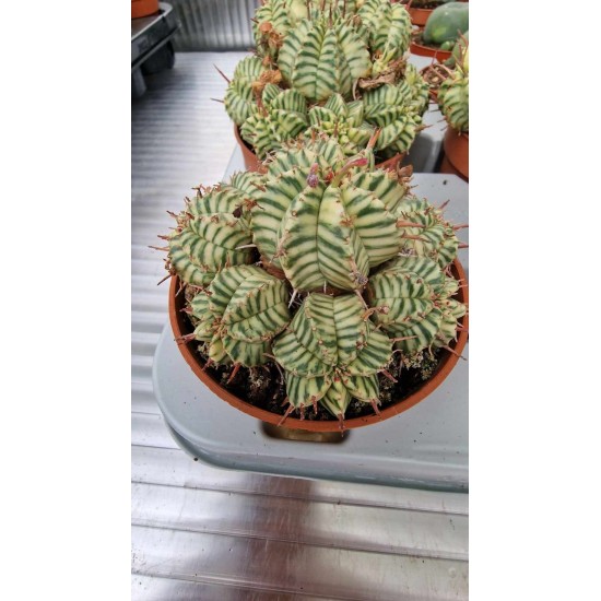 Euphorbia variegatna