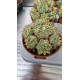 Euphorbia variegatna